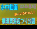水中動画（2026年4月28日）in　横須賀海辺つり公園