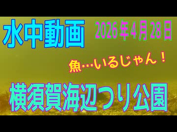 水中動画（2026年4月28日）in　横須賀海辺つり公園