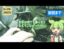 冬なのにイチゴ開花、しかし…