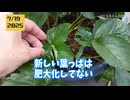 【検証】肥大化したイチゴ、捨てずに冬越えした結果。収穫見込みは？