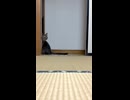 和室から見たゆき