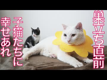 保護子猫兄妹、しあわせ願う巣立ち前日