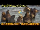 トモダチコレクション　住人を監視しに行く　島の住人観察日記（ポケモン編）　＃４６７　【トモコレわくわく生活】