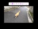 追憶のボス猫、輝いていた日々の記憶