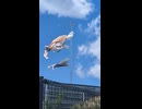 こいのぼり