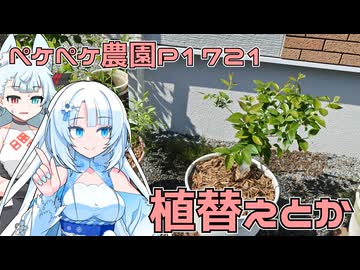 2026年5月10日　日記1721　ブルーベリーが枯れちゃったから植え替えるよ