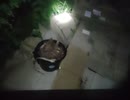 夜の落ち葉敷き　#不耕ダンボール栽培