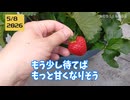 葉っぱがとてつもなく巨大化し、無収獲だったイチゴ苗　→“捨てるべし”の声を無視して育てた結果