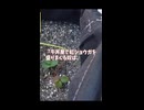 ネギの隣でイチゴを育てる