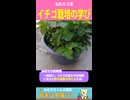 【イチゴ栽培】観察してたら“育て方のコツ”が見えてきた