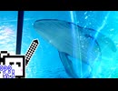 【CeVIO実況】クジラを助けるざらめちゃん【NTE】