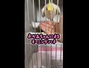 「おはよう、はち」を連呼するオカメインコはちｗ
