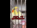【オカメインコ】のハチヲを全方位から愛でる動画。本人も「ﾊﾁｦ」連呼ｗ
