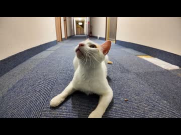 【猫ホテル】廊下にも猫だらけで部屋に辿り着けない件ｗｗｗ しかも全員めっちゃ懐っこい