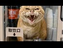 ホモと見る猫の自販機