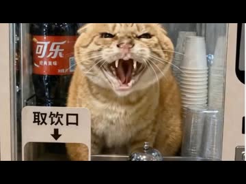 ホモと見る猫の自販機