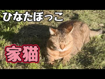 ひなたぼっこ してたのにねぇ…【元野良猫】【野良猫】