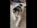 腕に縦縞つける