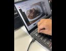 ブッチッパコール