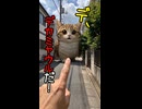 「デ！デカミャウルだ！」