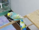 寝ぐせみたいになってるインコ 35秒後には元通り2026 5 11