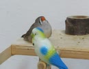 上を向いてウトウトするキンカチョウ いんこも眠い 2026 5 11