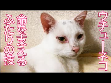 ウチューネコ、命を支えるコンビプレイ