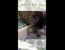 【うさぎ 13歳･5歳】ぺろぺろ