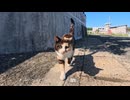 【猫島】通りを歩いていたら出会った三毛猫ちゃん！爆音ゴロゴロで甘えてきた