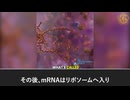 COVID-19 mRNA「ワクチン」はワクチンではない