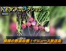 トモダチコレクション　模様の野菜収穫！？ニュース放送局　島の住人観察日記（ポケモン編）　＃５０５　【トモコレわくわく生活】