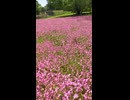 ピンクの花…フクロナデシコ？