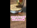【オカメインコ】※鳥です。無理な姿勢で飯を食う「折りたたみ式」なな。