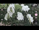 滲んでく-初音ミク