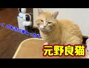 【野良猫】に 困る【元野良猫】