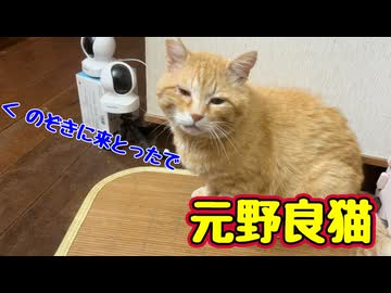 【野良猫】に 困る【元野良猫】