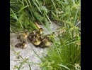 最後の1羽が来てない…母カモが気づいた瞬間【カルガモ親子】