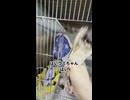 【フェルト瓶】 夏に向けて接触冷却感のある避暑地ベッドの用意を！ #フクロモモンガ #おつモモンガ  #shorts