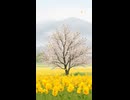 介護ケアBGM「穏やか日和」薄低域 ver 202603863