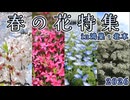 春のお花特集in鴻巣北本2026