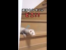 フェレットさんの迷子センターはどこ