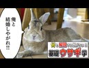 【コント】何も解説する気がない！基礎ウサギ学