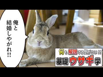 【コント】ウサギの仕草、解説する気はあまりない【基礎ウサギ学】