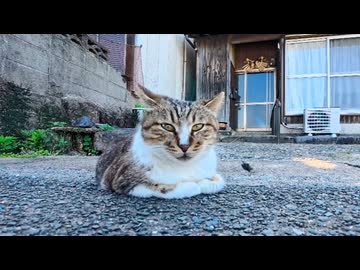 ワンワン猫