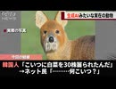 韓国に生息しているらしい謎の生き物、なぜかネットで話題になるwwww