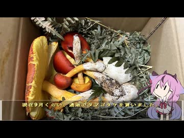 珍食材が食べたい！#231 タマゴタケ