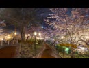 【VRChatワールド紹介】3DScan 城下の夜桜 桜まつり