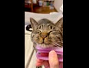 ブラシに体重をのせるゆき