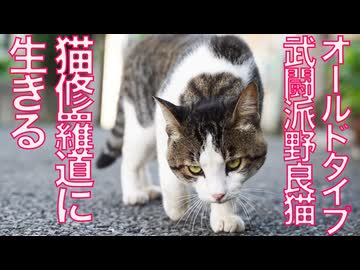 兄弟生き別れの野良猫、悲しき修羅に生きる