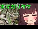 ネマガリとったらとりあえず焼いて食えるじょん【深夜でもないももんじゃ】